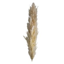 FYLIANA/FYL-489478.jpg