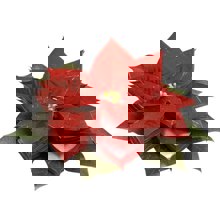 LOGIGRAF/LGF-384886-14586629