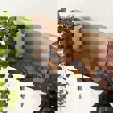 MEGAPAP/MP-446123-14695877
